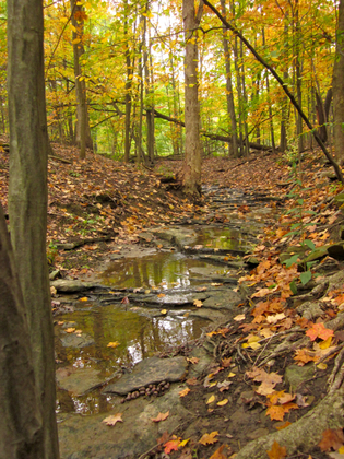 BT-Brecksville Reservation.jpg